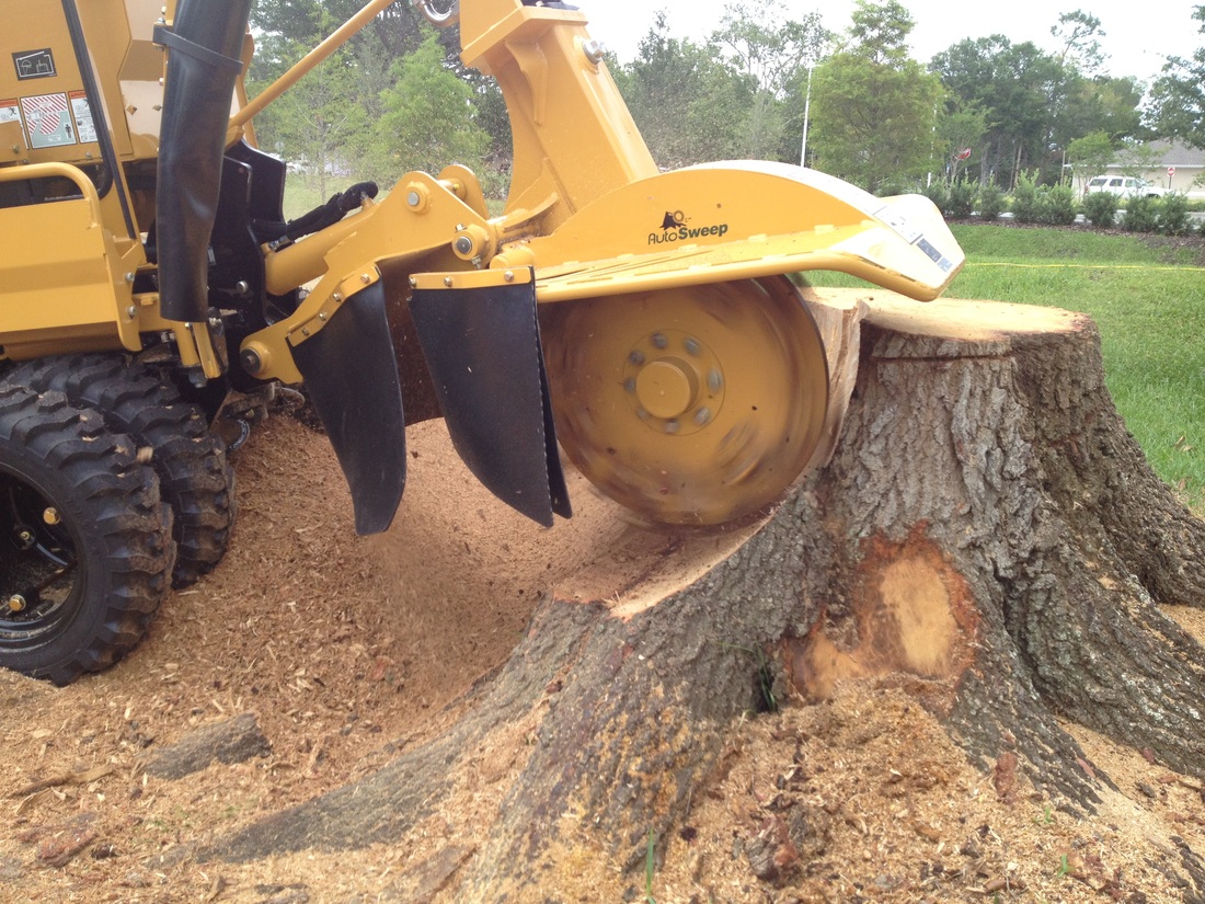 What You Need to Know about Stump Grinding and Why It's Necessary ...