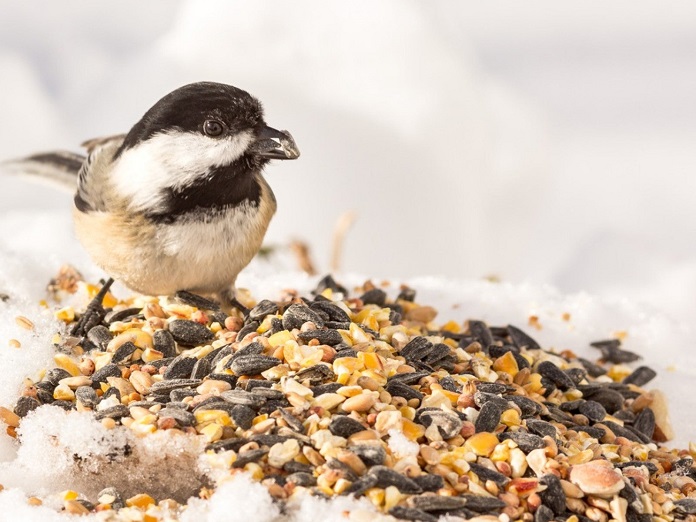 Bird food