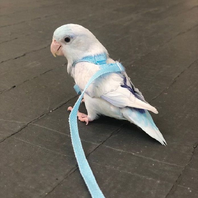 Bird with harness and leash